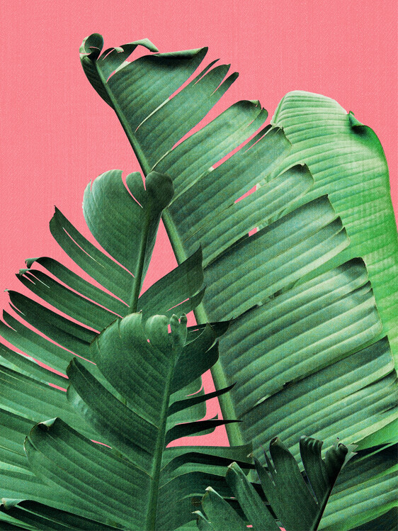 Art Photography Banana Leaves in Pink