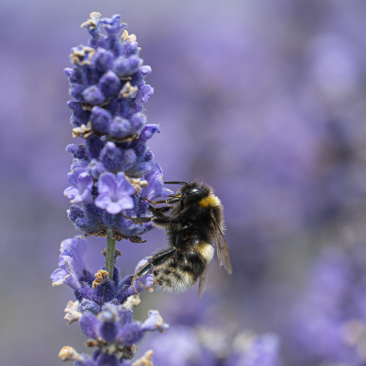 Konstfotografering Bee on a lavender Flower covered in pollen