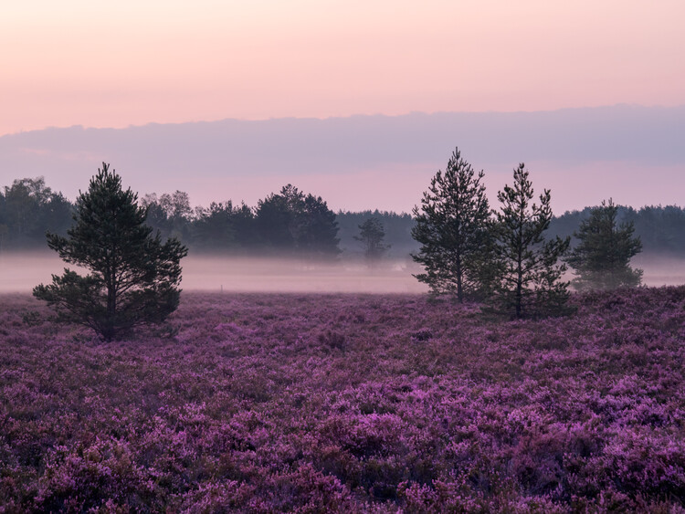 Art Photography Morning Mist At The Heather