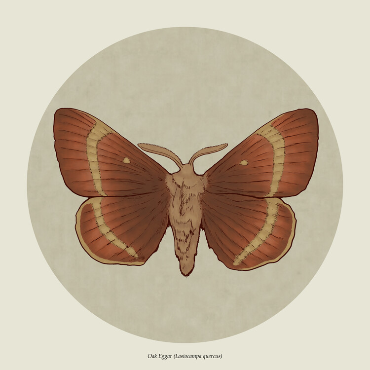 Illusztráció Butterfly