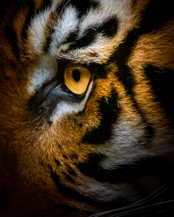 Bengal tiger as Posters and Art Prints - Buy Online at Europosters