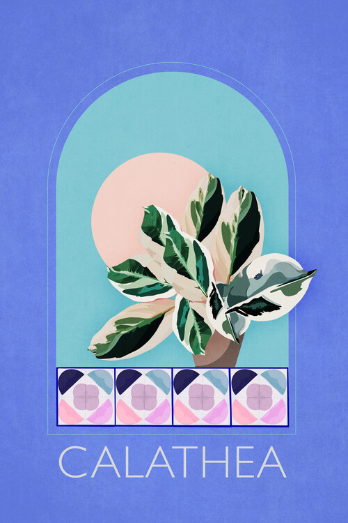 Illustration Emel Tunaboylu - Calathea