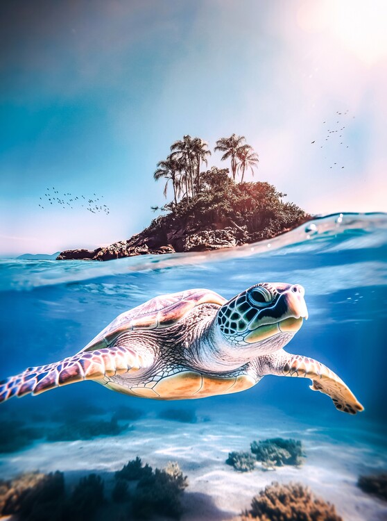 Art Photography Sea turtle and island sanctuary