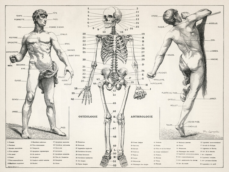 Ilustração Antique Illustration of the Human Body & Skeleton (Biology)