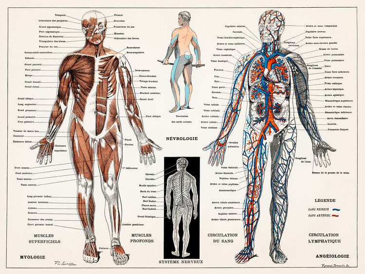 Ilustrace Antique Illustration of the Human Nervous & Muscular System, 40x30 cm