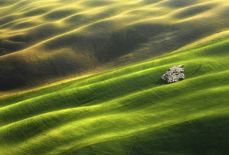 Fotografia artistica Flock of sheep