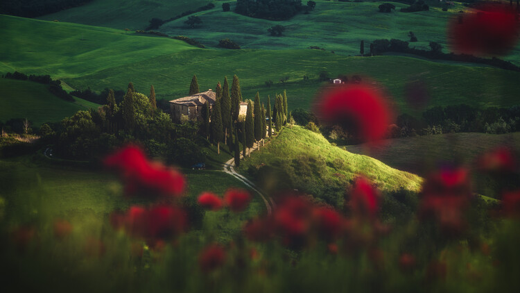 Art Photography Tuscany - Spring Blossoms