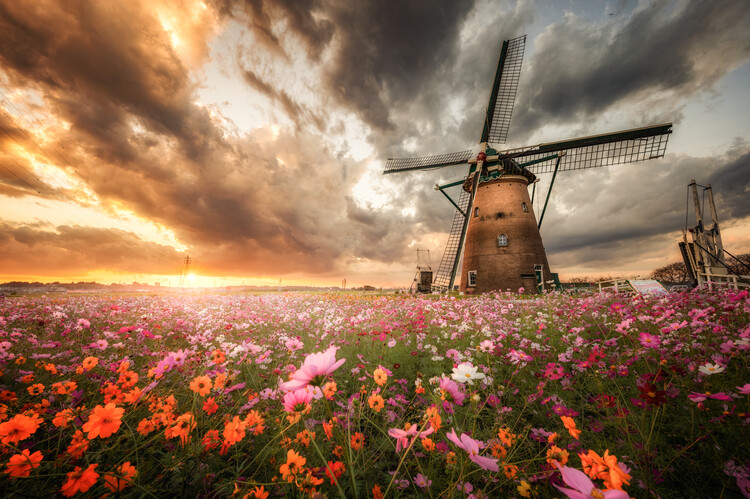 Fotografia artistica Magnificent flower world
