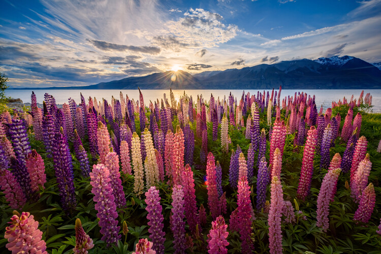 Photographie artistique Lupins lakeside