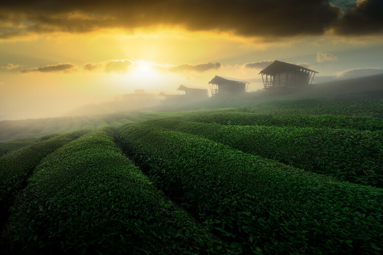 Art Photography misty sunrise in tea garden