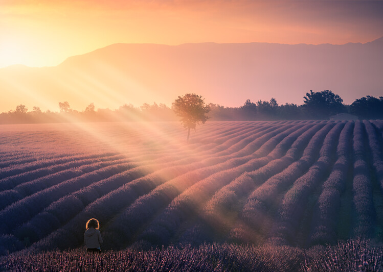 Fotografie de artă Walking among lavenders