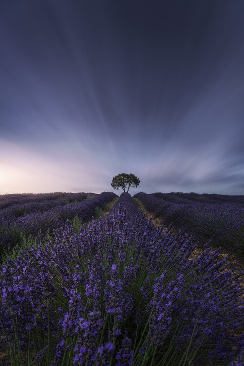 Fotografie de artă The tree and the lavender