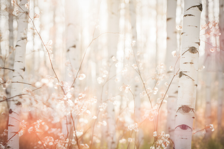 Art Photography Birches Tree