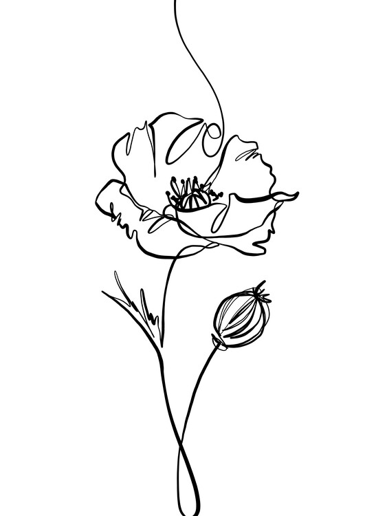 Ilustrace Poppy line drawing