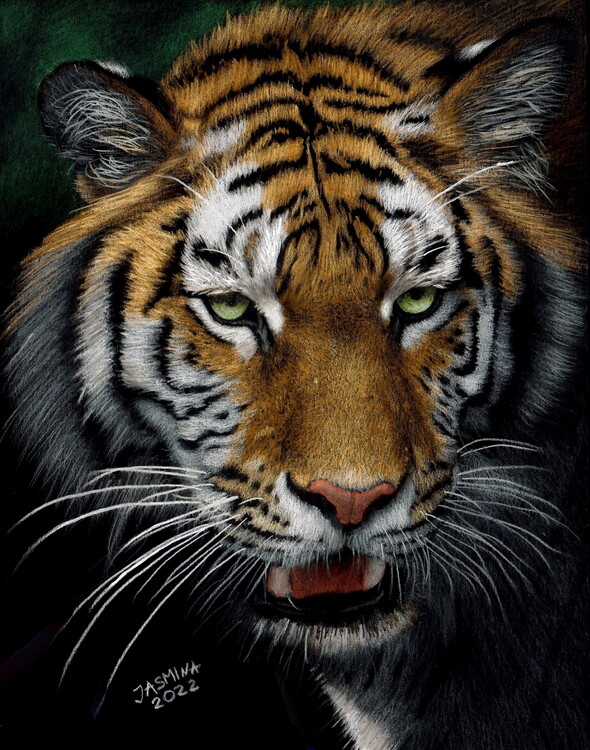 Tiger Face Print Wallpaper