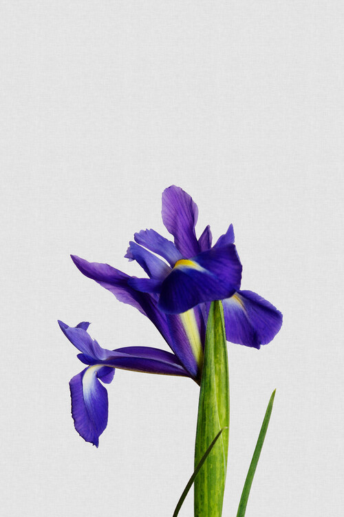 Blue Iris Flowers (Japandi Vintage) - Ohara Koson