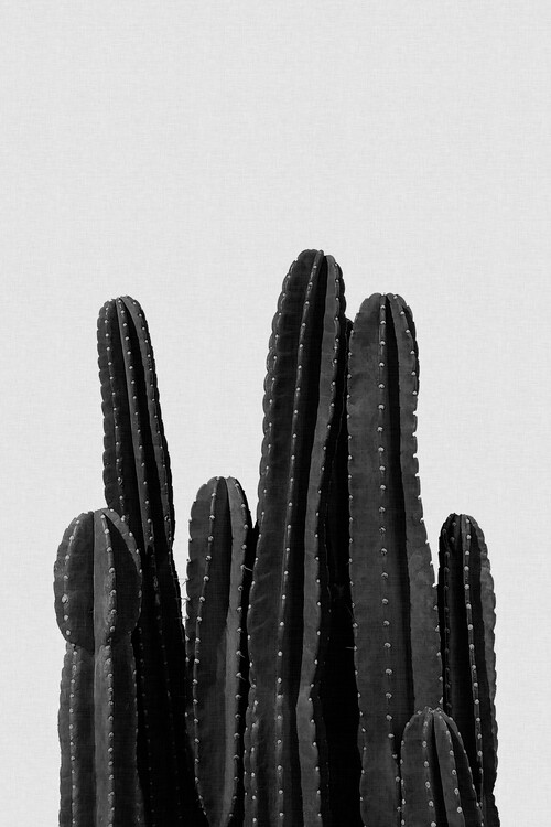 Umelecká fotografie Cactus Black & White