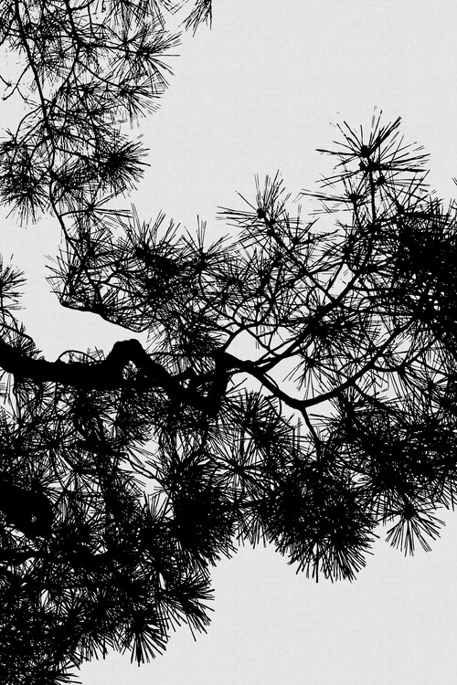 Art Photography Pine Tree Black & White