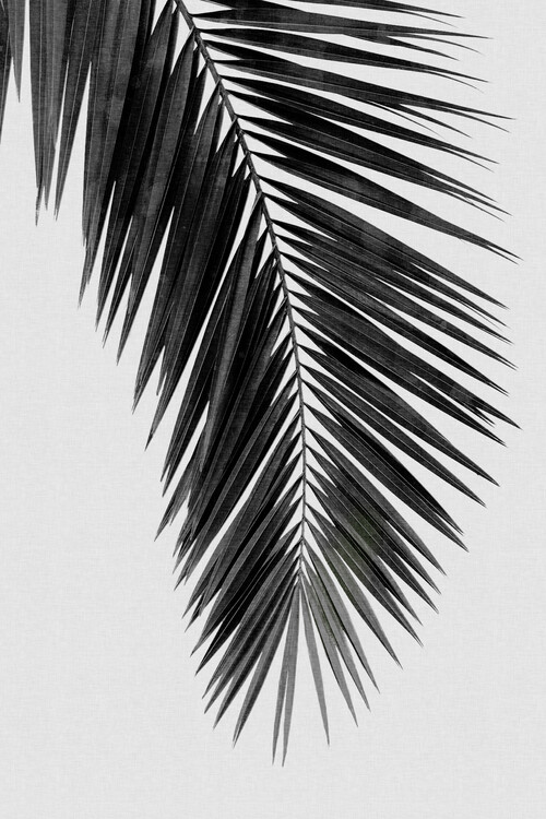 Umelecká fotografie Palm Leaf Black & White I