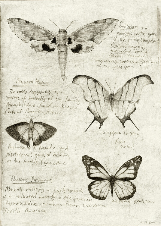 Ilustração Butterflies and moths