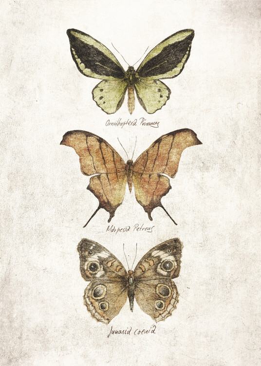 Ilustrace Butterflies IV