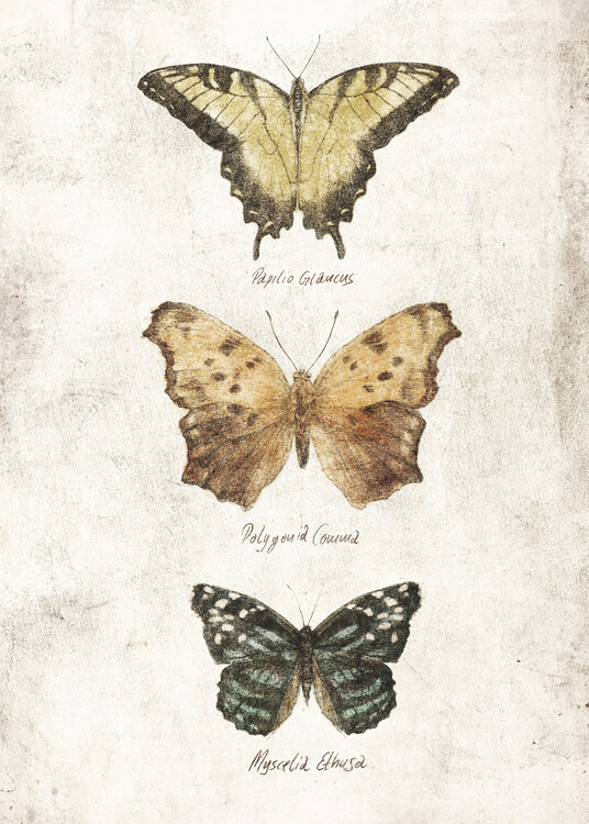 Ilustrace Butterflies II