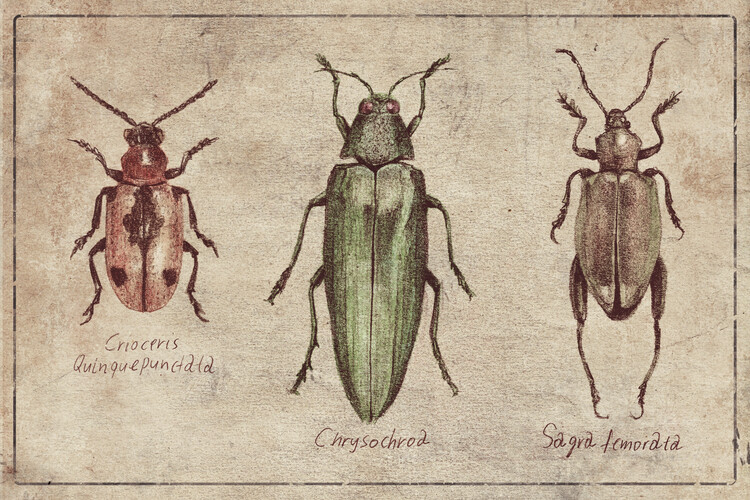 Ilustrace Crioceris Quinquepunctata- Chrysochroa-Sagra Femorata