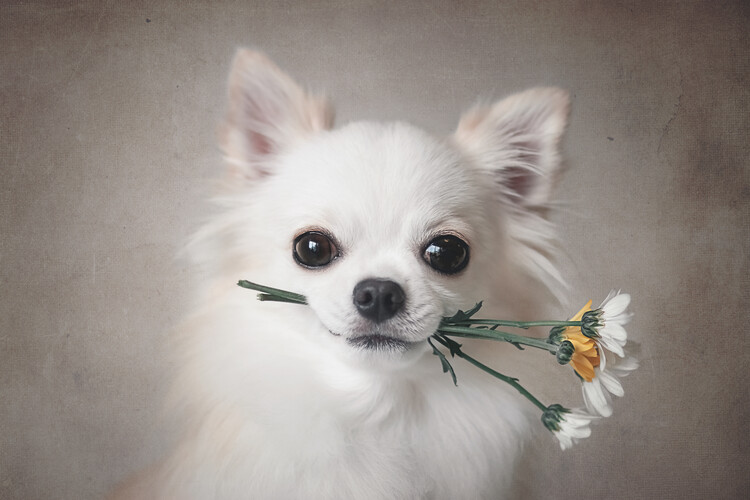 Umetniška fotografija Chihuahua with flowers