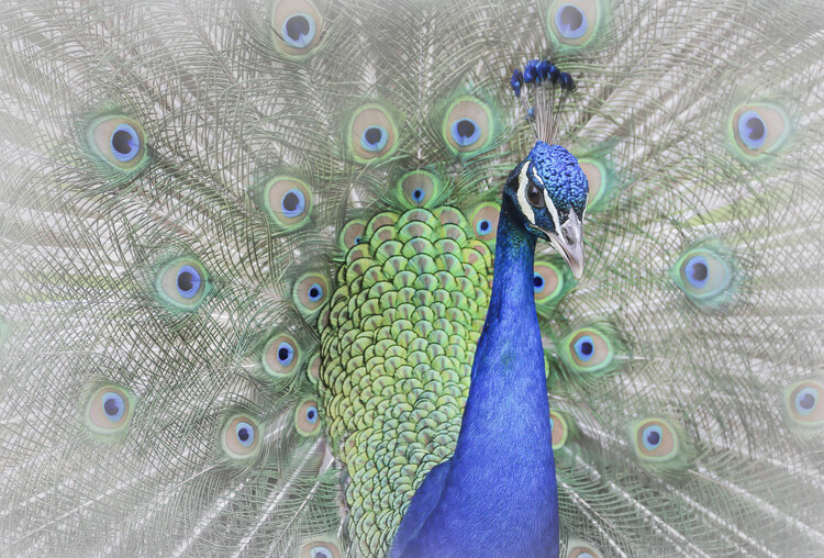 Beautiful Peacock with Feathers Spread Photo Poster Peafowl Bird Feather  Train Erect Fanned Out Animal Cool Wall Decor Art Print Poster 18x12 -  Poster Foundry