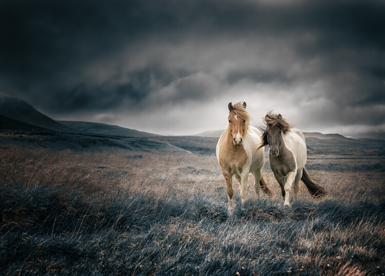 Poster de porte CHEVAL AU BOX 88 x 200 cm - 4MURS