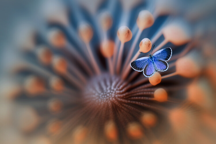 Valokuvataide Blue Butterfly