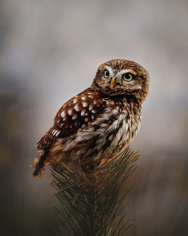 Fotografie Morning with owl, Michaela Firesova, 30x40 cm