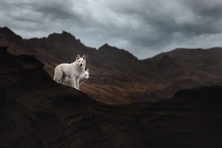 Canvas Print Dogs of Iceland