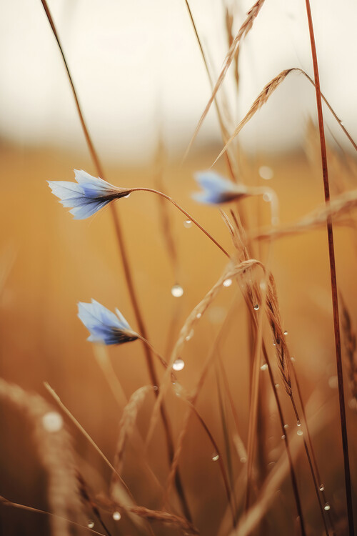 Fotografie Blue Corn Flowers, Treechild, 26.7x40 cm