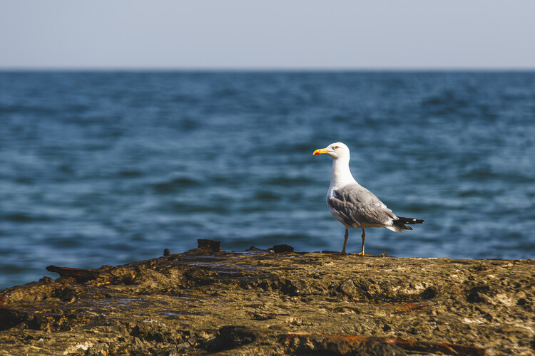 Art Photography Seagull by the sea