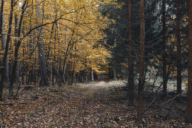 Art Photography Footpath in the autumn forest