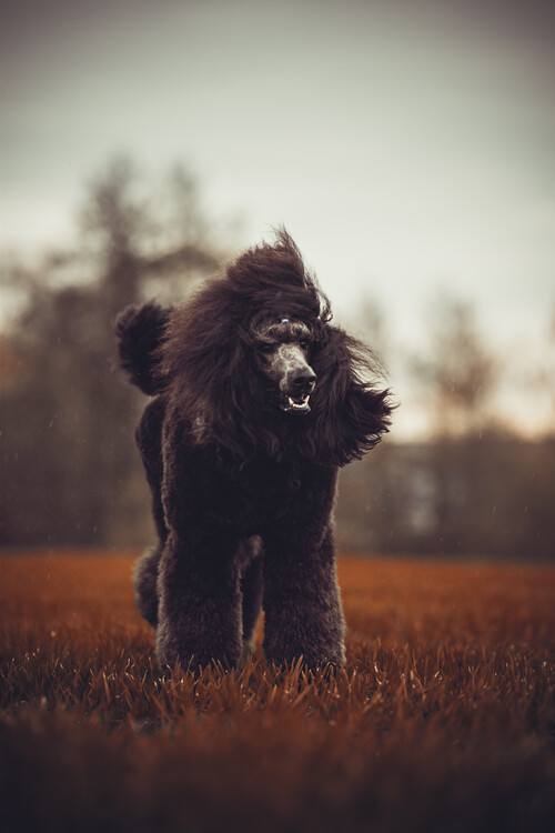 Konstfotografering Lama