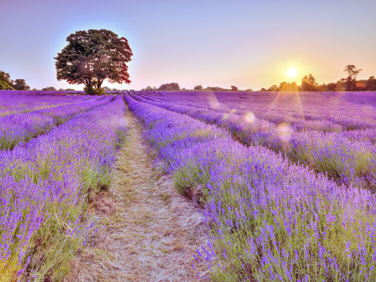 Beautiful Sunset Over Poppy Field by Levente Bodo