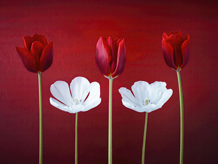 Arte Fotográfica Tulips Red