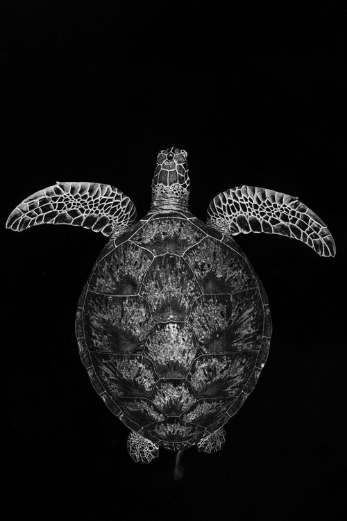 Umjetnička fotografija Green turtle on black and white