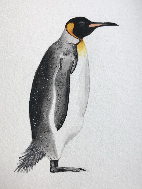Illustrazione Penguin