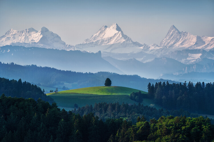 Valokuvataide A single tree in front of the Swiss Alps