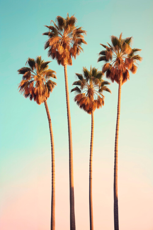 Художествена фотография California Dreaming - Hollywood Palm Trees