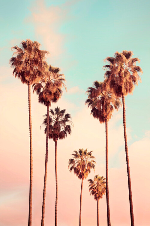 Художествена фотография California Dreaming - Westwood Palm Trees