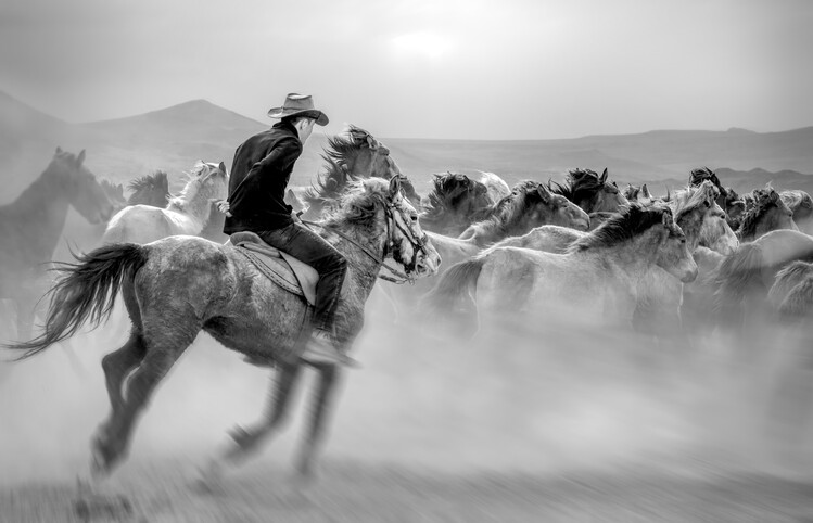 Fotografie Running Horses, Yabani atlar Mustafa, 40x26.7 cm