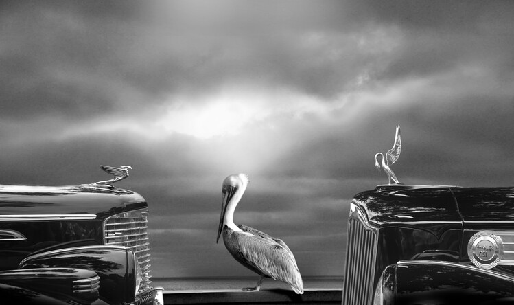 Fotografie COMTEMPLATING THE PELICAN, Larry Butterworth, 40x24.6 cm