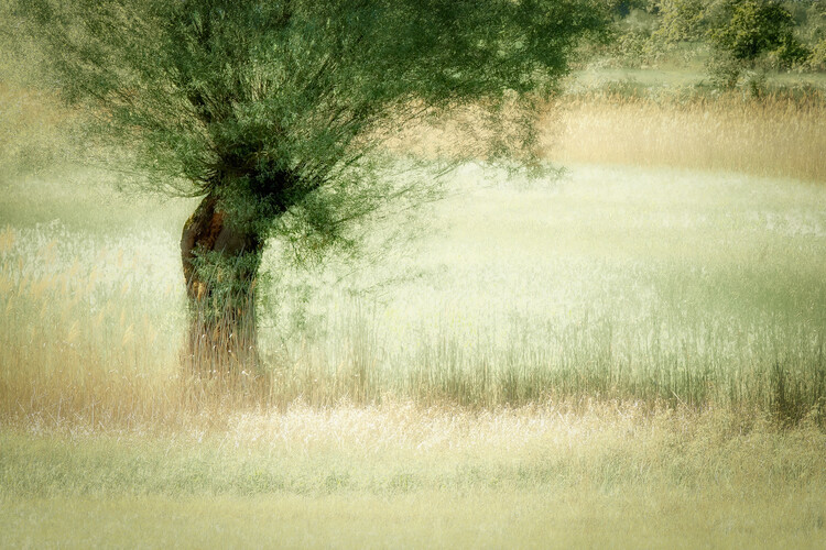 Ilustrace Willow, Nel Talen, 40x26.7 cm