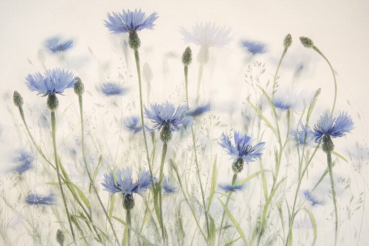 Ilustrace Cornflowers, Nel Talen, 40x26.7 cm