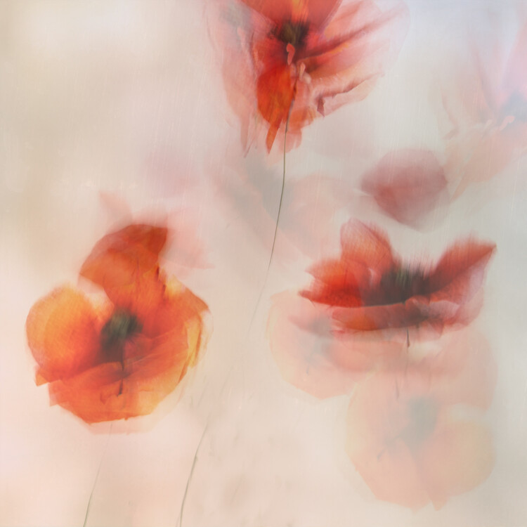 Ilustrace Painted poppies, Nel Talen, 40x40 cm