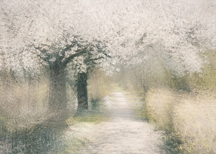 Ilustrace Cherry blossom, Nel Talen, 40x30 cm